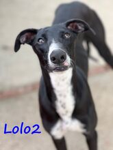 LOLO2, Hund, Galgo Español in Spanien - Bild 5