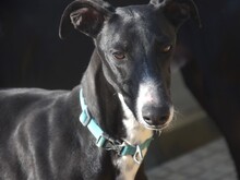 LOLO2, Hund, Galgo Español in Spanien - Bild 6