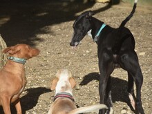 LOLO2, Hund, Galgo Español in Spanien - Bild 9