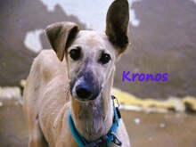 KRONOS, Hund, Galgo Español in Spanien - Bild 1