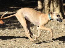 KRONOS, Hund, Galgo Español in Spanien - Bild 10