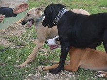 KRONOS, Hund, Galgo Español in Spanien - Bild 12