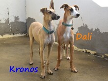 KRONOS, Hund, Galgo Español in Spanien - Bild 13