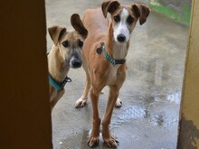 KRONOS, Hund, Galgo Español in Spanien - Bild 14