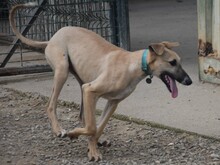 KRONOS, Hund, Galgo Español in Spanien - Bild 15