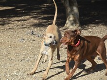 KRONOS, Hund, Galgo Español in Spanien - Bild 16