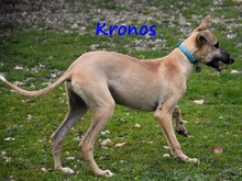 KRONOS, Hund, Galgo Español in Spanien - Bild 17