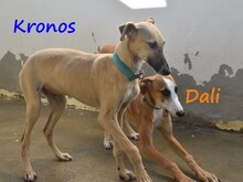 KRONOS, Hund, Galgo Español in Spanien - Bild 18