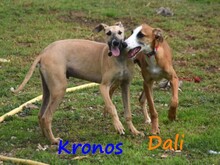 KRONOS, Hund, Galgo Español in Spanien - Bild 19