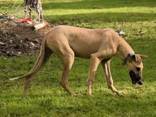 KRONOS, Hund, Galgo Español in Spanien - Bild 2