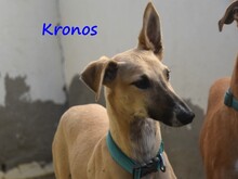 KRONOS, Hund, Galgo Español in Spanien - Bild 3