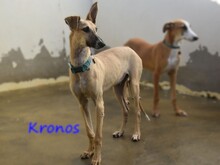 KRONOS, Hund, Galgo Español in Spanien - Bild 5