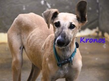 KRONOS, Hund, Galgo Español in Spanien - Bild 6