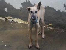 KRONOS, Hund, Galgo Español in Spanien - Bild 7