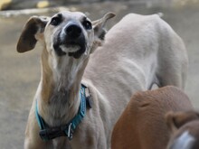 KRONOS, Hund, Galgo Español in Spanien - Bild 8