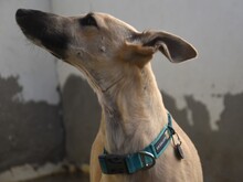 KRONOS, Hund, Galgo Español in Spanien - Bild 9