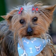 TINA, Hund, Yorkshire Terrier in Spanien - Bild 1