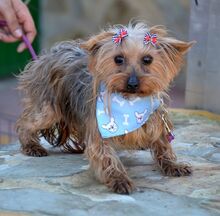 TINA, Hund, Yorkshire Terrier in Spanien - Bild 2