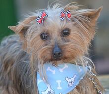 TINA, Hund, Yorkshire Terrier in Spanien - Bild 3