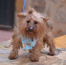 TINA, Hund, Yorkshire Terrier in Spanien - Bild 4