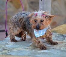 TINA, Hund, Yorkshire Terrier in Spanien - Bild 5