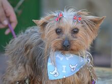 TINA, Hund, Yorkshire Terrier in Spanien - Bild 6