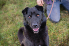 DUSTY, Hund, Mischlingshund in Kroatien - Bild 1