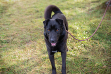 DUSTY, Hund, Mischlingshund in Kroatien - Bild 3