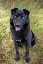 DUSTY, Hund, Mischlingshund in Kroatien - Bild 6