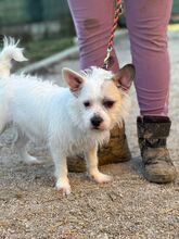 FIBI, Hund, Mischlingshund in Slowakische Republik - Bild 1