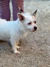 FIBI, Hund, Mischlingshund in Slowakische Republik - Bild 2