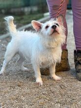 FIBI, Hund, Mischlingshund in Slowakische Republik - Bild 3