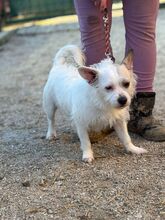 FIBI, Hund, Mischlingshund in Slowakische Republik - Bild 4