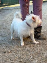 FIBI, Hund, Mischlingshund in Slowakische Republik - Bild 6