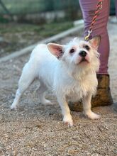 FIBI, Hund, Mischlingshund in Slowakische Republik - Bild 7