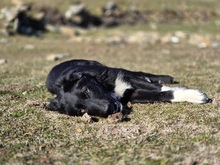 THOR, Hund, Mischlingshund in Griechenland - Bild 11