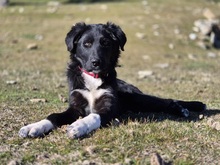 THOR, Hund, Mischlingshund in Griechenland - Bild 2