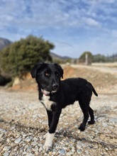 THOR, Hund, Mischlingshund in Griechenland - Bild 3