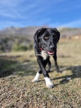 THOR, Hund, Mischlingshund in Griechenland - Bild 4