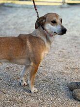 PIET, Hund, Mischlingshund in Slowakische Republik - Bild 2