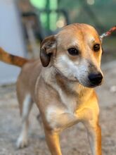 PIET, Hund, Mischlingshund in Slowakische Republik - Bild 3