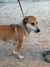 PIET, Hund, Mischlingshund in Slowakische Republik - Bild 4