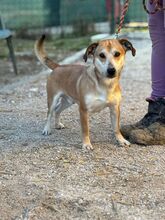 PIET, Hund, Mischlingshund in Slowakische Republik - Bild 5