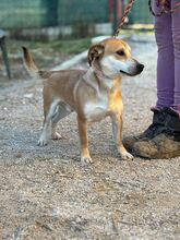 PIET, Hund, Mischlingshund in Slowakische Republik - Bild 6