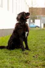 SHADOW, Hund, Mischlingshund in Bad Wünnenberg - Bild 2