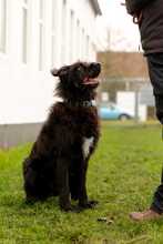 SHADOW, Hund, Mischlingshund in Bad Wünnenberg - Bild 3