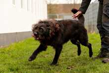 SHADOW, Hund, Mischlingshund in Bad Wünnenberg - Bild 4