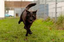 SHADOW, Hund, Mischlingshund in Bad Wünnenberg - Bild 5