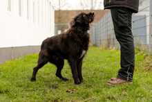 SHADOW, Hund, Mischlingshund in Bad Wünnenberg - Bild 6