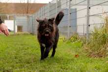 SHADOW, Hund, Mischlingshund in Bad Wünnenberg - Bild 8